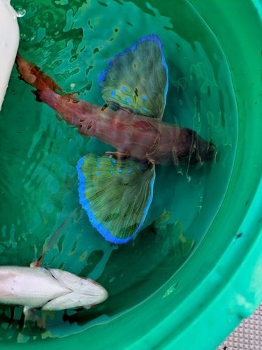 ホウボウの釣果