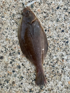 カレイの釣果