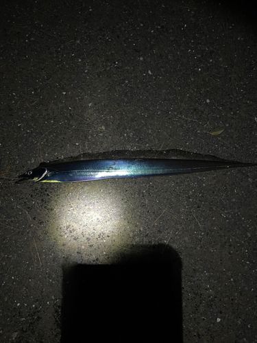 タチウオの釣果