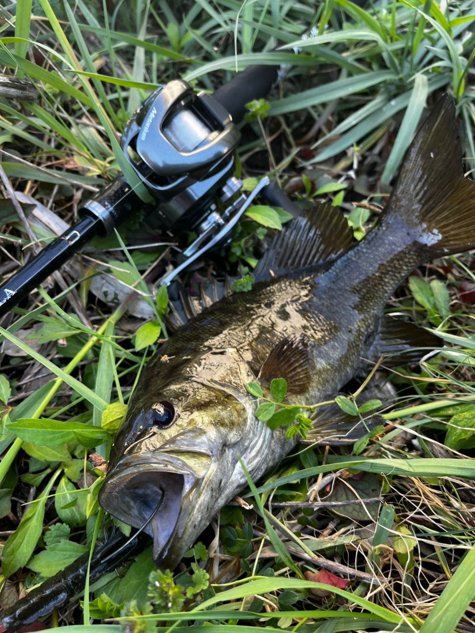 スモールマウスバス