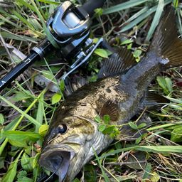 スモールマウスバス