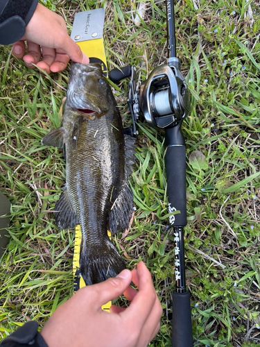 スモールマウスバスの釣果