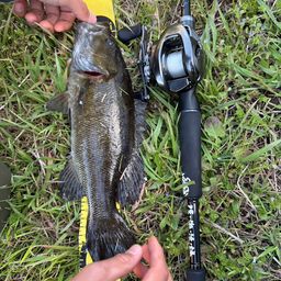 スモールマウスバス