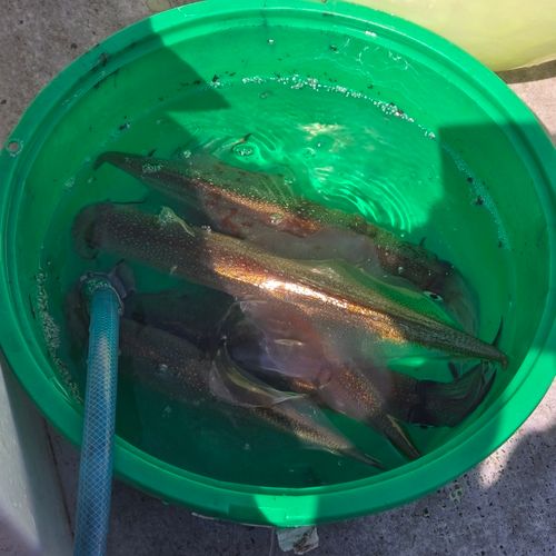 ヤリイカの釣果