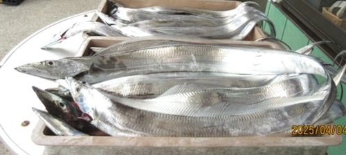 タチウオの釣果