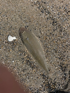 シタビラメの釣果