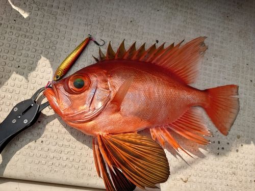 チカメキントキの釣果