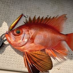 チカメキントキ