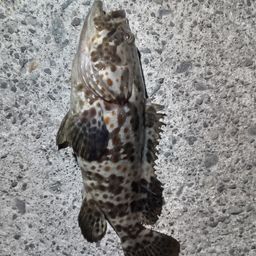 チャイロマルハタ