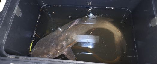 アメリカナマズ