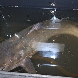 アメリカナマズ