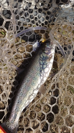 ニジマスの釣果