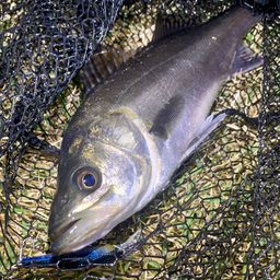 フッコ（マルスズキ）