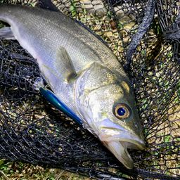 フッコ（マルスズキ）