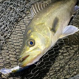 フッコ（マルスズキ）