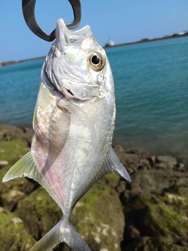 ロウニンアジの釣果