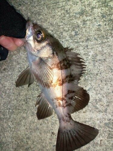 メバルの釣果