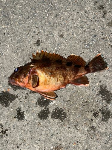 カサゴの釣果