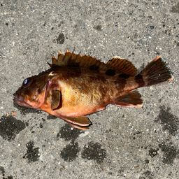 カサゴ
