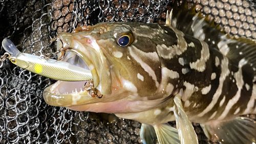 クエの釣果