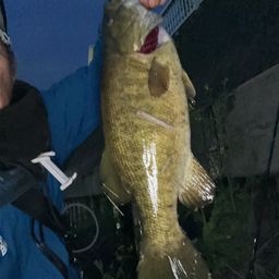 スモールマウスバス