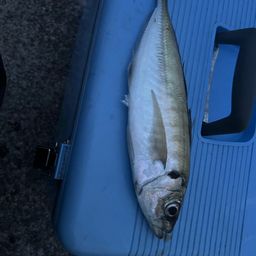 アジ