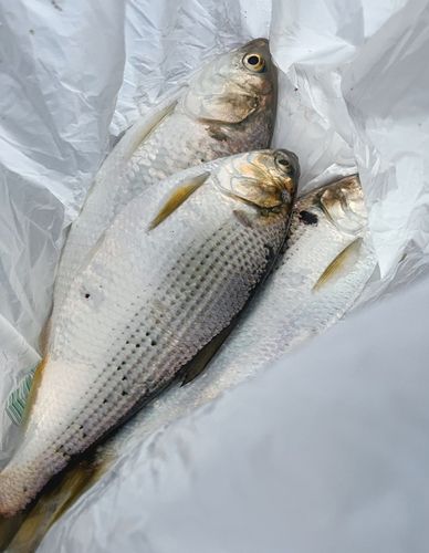 コノシロの釣果