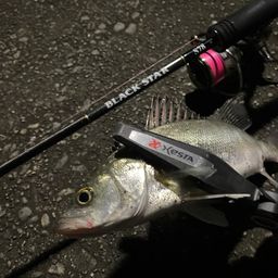 セイゴ（マルスズキ）