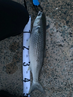 ボラの釣果