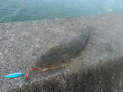 コチの釣果