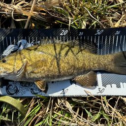 スモールマウスバス