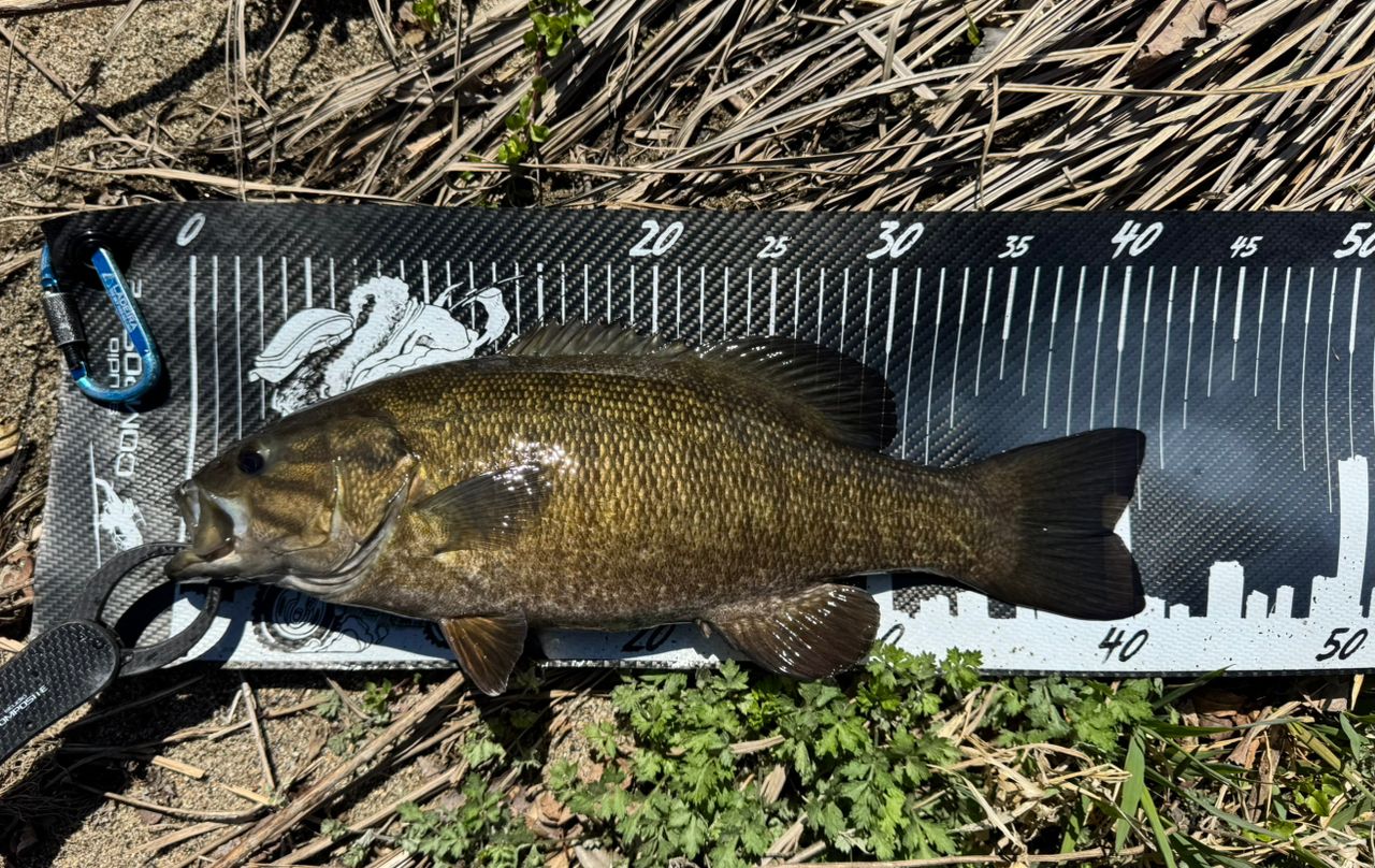 スモールマウスバス