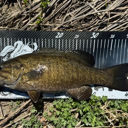 スモールマウスバス