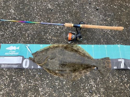 ヒラメの釣果