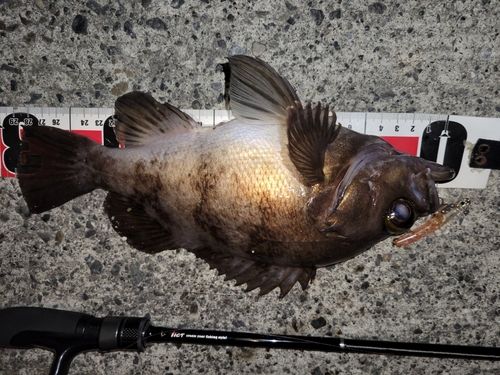 メバルの釣果