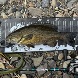 スモールマウスバス