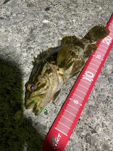 タケノコメバルの釣果