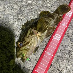 タケノコメバル