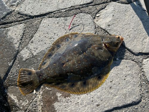 ホシガレイの釣果