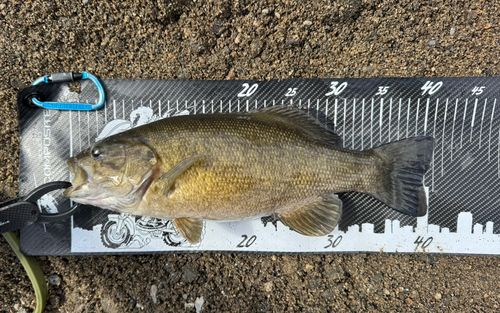 スモールマウスバスの釣果
