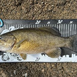 スモールマウスバス