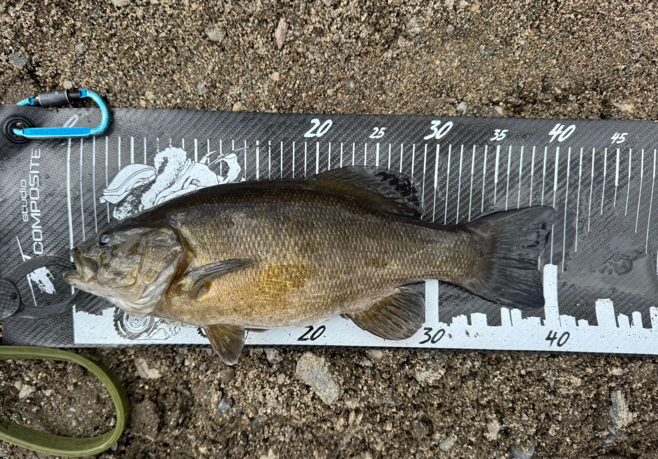 スモールマウスバス