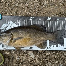 スモールマウスバス