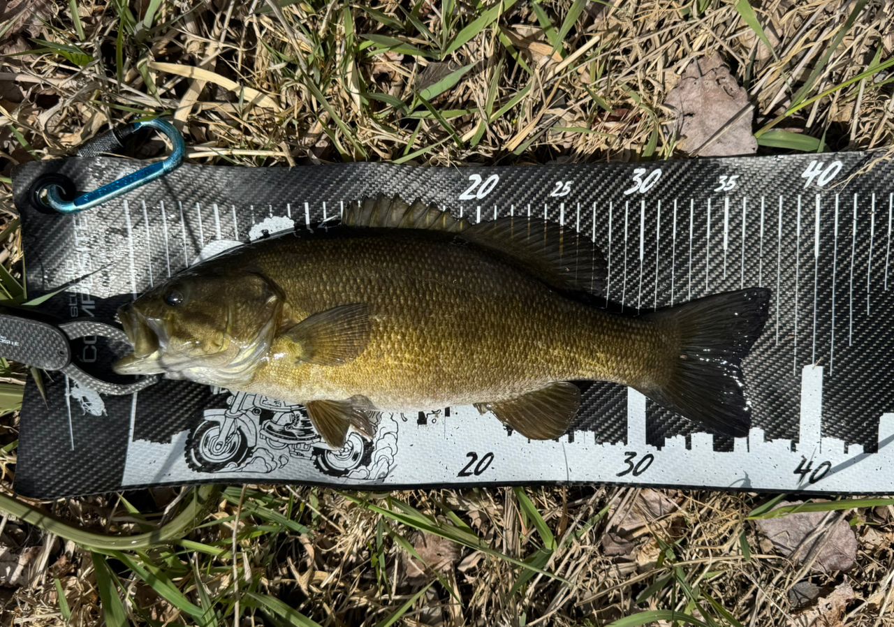 スモールマウスバス