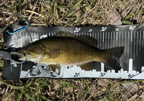 スモールマウスバスの釣果