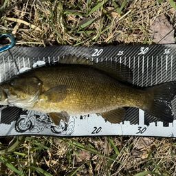 スモールマウスバス