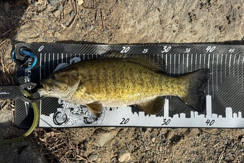 スモールマウスバスの釣果