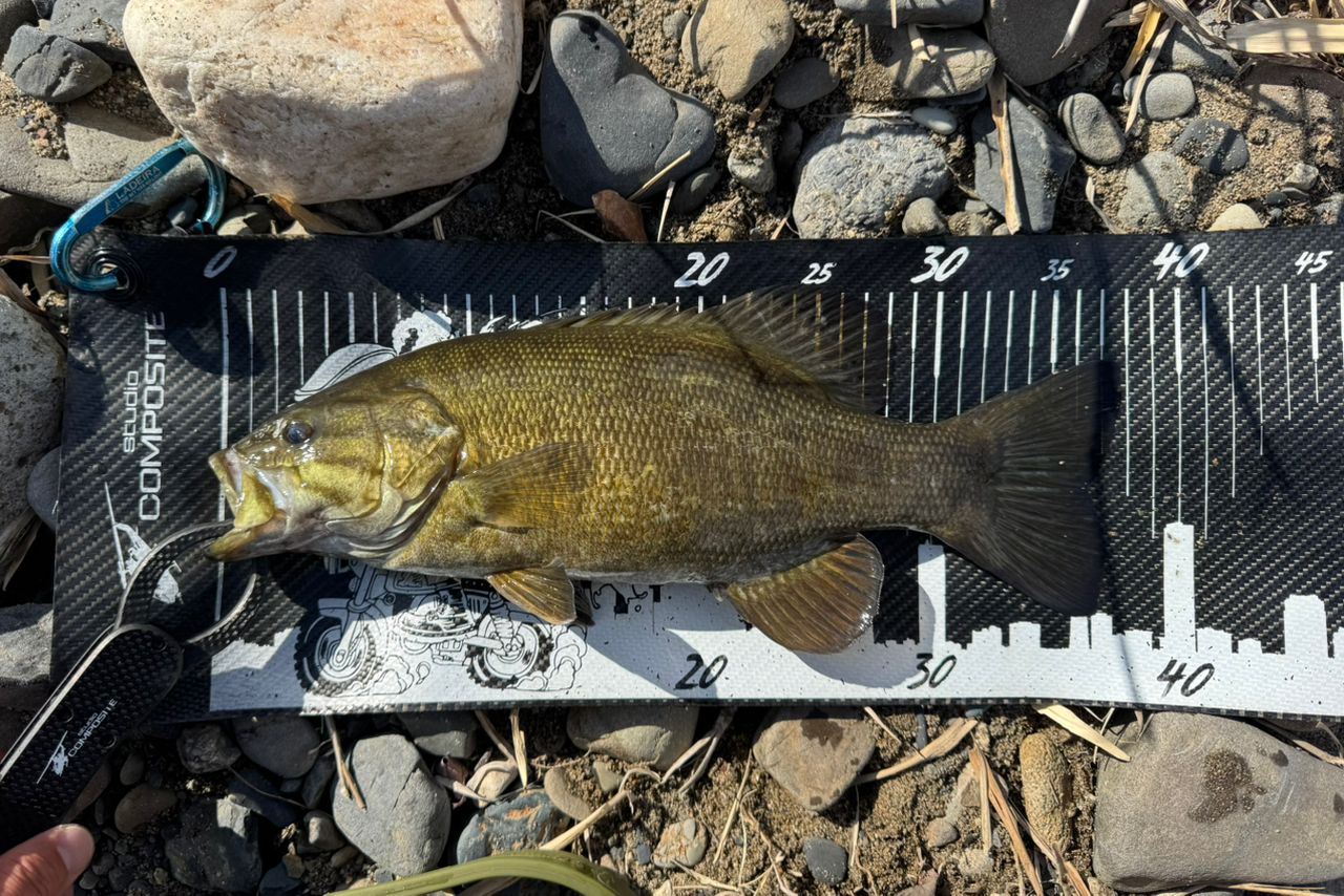 スモールマウスバス