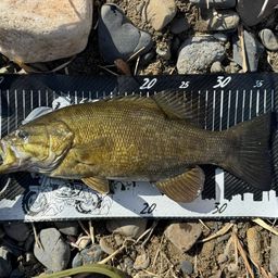 スモールマウスバス