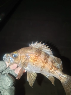 メバルの釣果